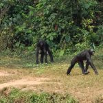 Lola ya Bonobo Sanctuary 8